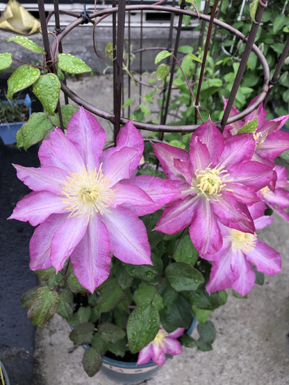 Clematis ' Asao | 爱莎