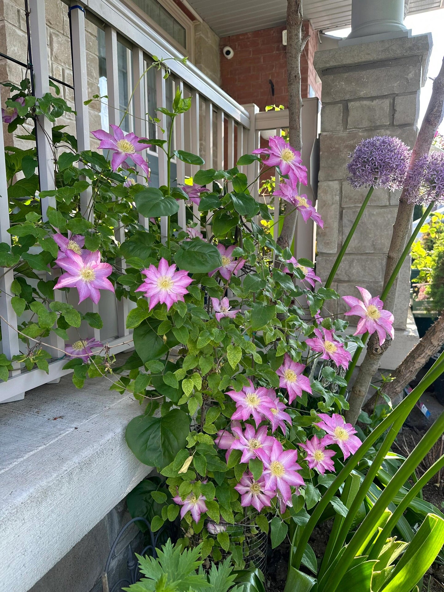 Clematis ' Asao | 爱莎