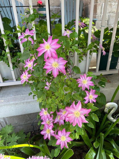 Clematis ' Asao | 爱莎
