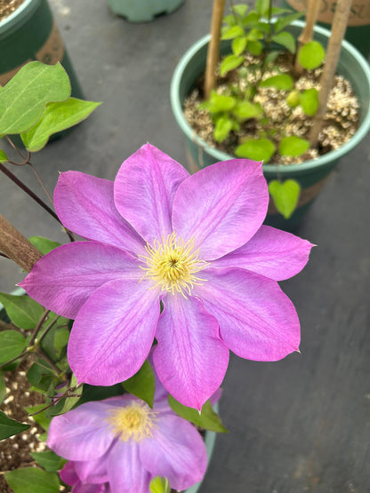 Clematis ' Asao | 爱莎