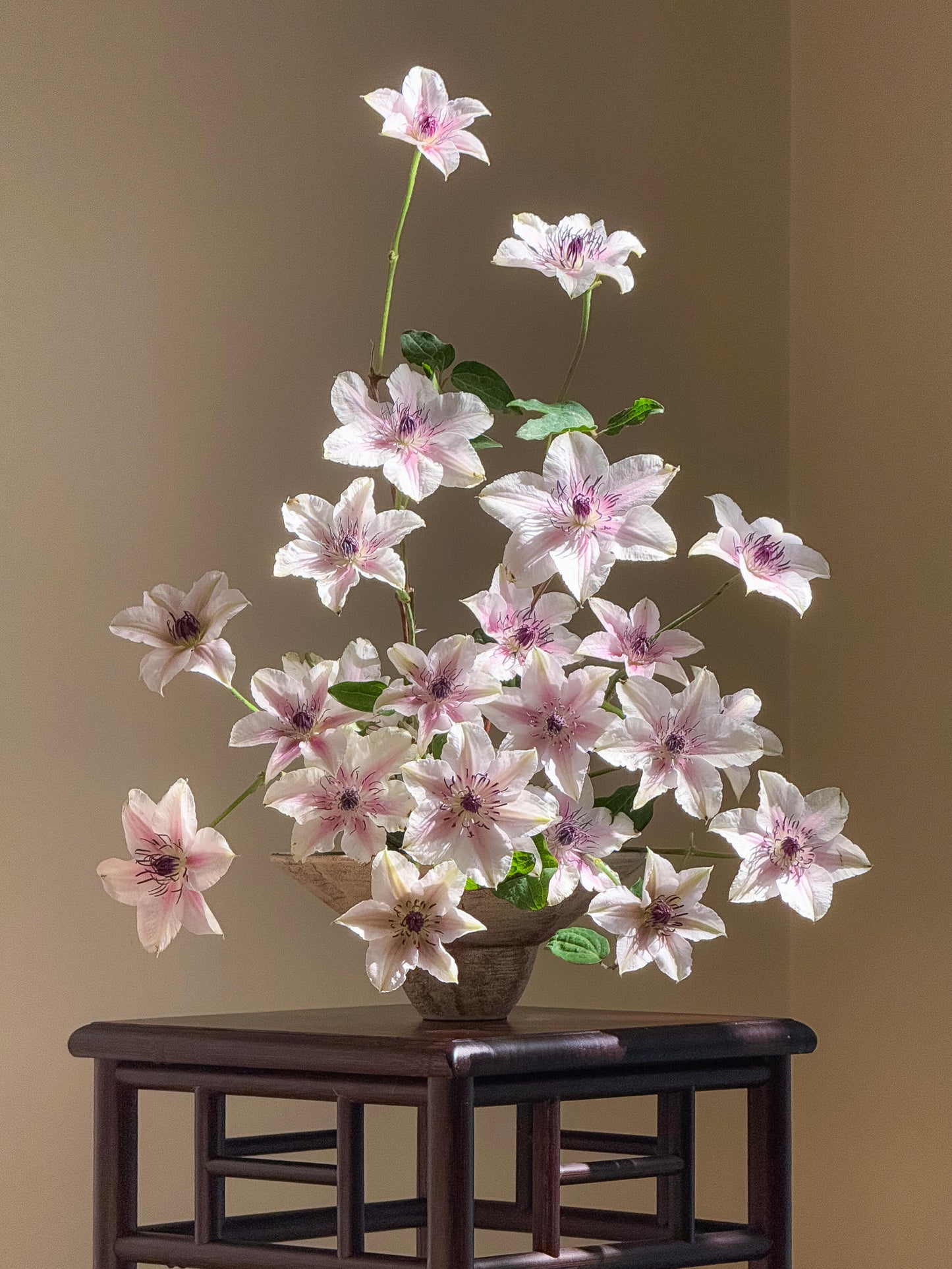 Clematis 'The Countess of Wessex  | 威赛斯夫人