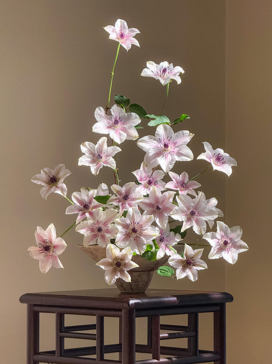 Clematis 'The Countess of Wessex  | 威赛斯夫人