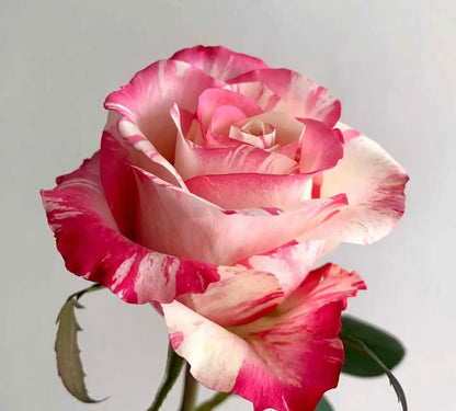Rose ‘Nishang’ 霓裳
