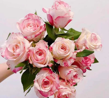Rose ‘Nishang’ 霓裳