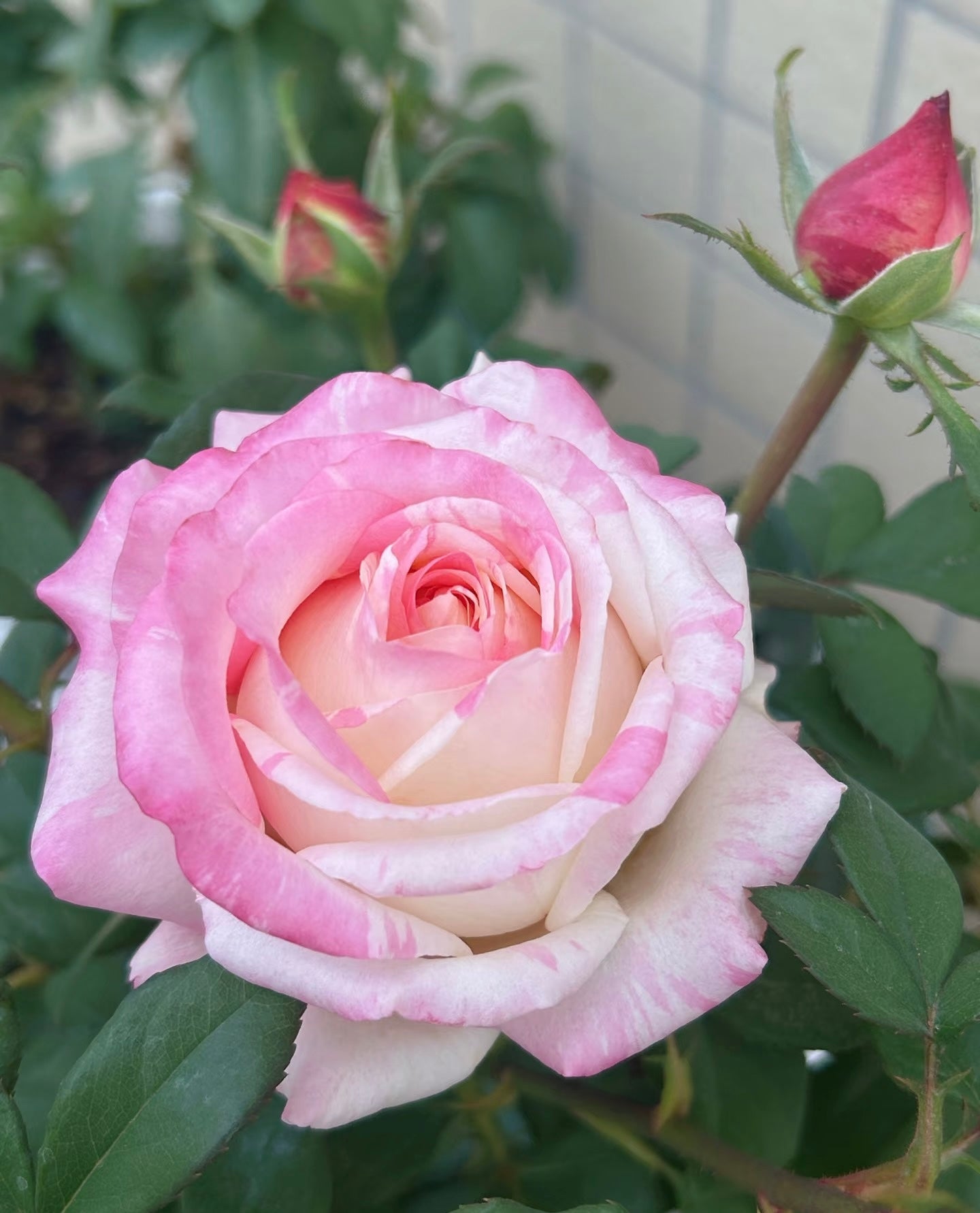 Rose ‘Nishang’ 霓裳
