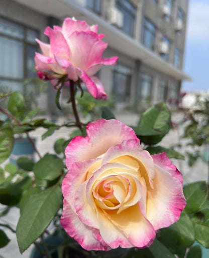 Rose ‘Nishang’ 霓裳