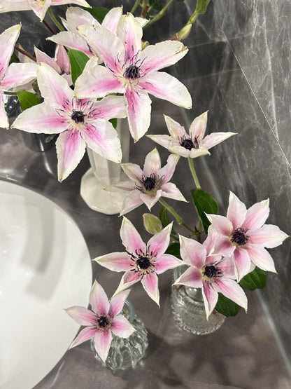 Clematis 'The Countess of Wessex  | 威赛斯夫人