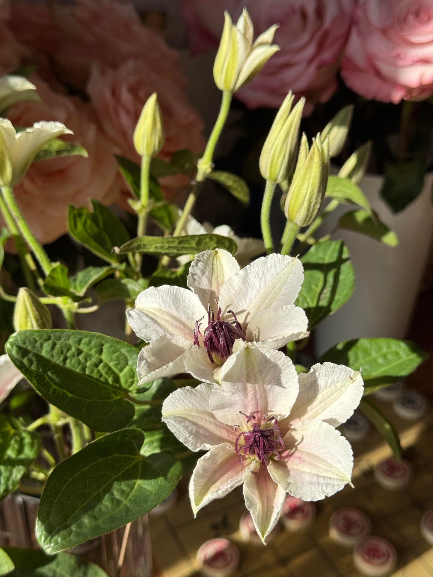 Clematis 'The Countess of Wessex  | 威赛斯夫人