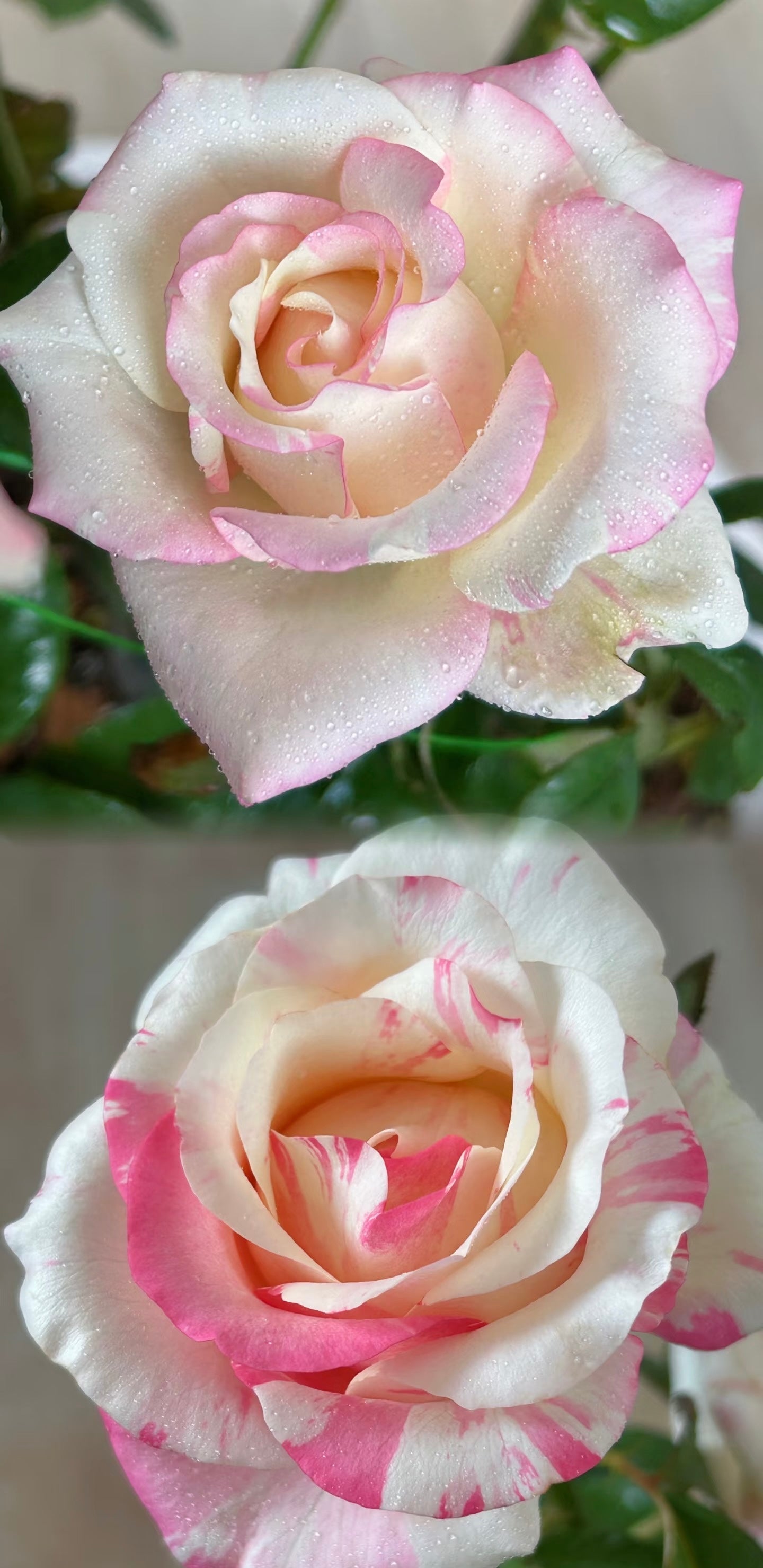 Rose ‘Nishang’ 霓裳