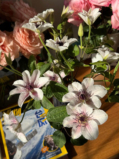 Clematis 'The Countess of Wessex  | 威赛斯夫人