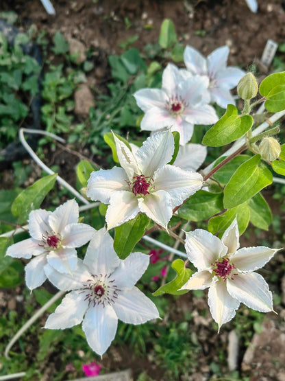Clematis 'The Countess of Wessex  | 威赛斯夫人