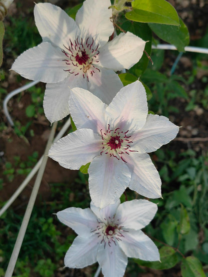 Clematis 'The Countess of Wessex  | 威赛斯夫人