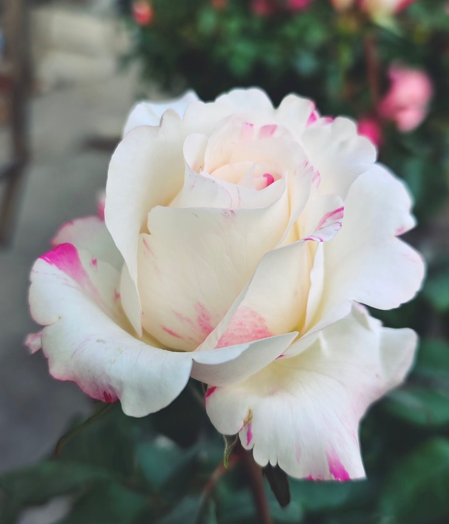 Rose ‘Nishang’ 霓裳