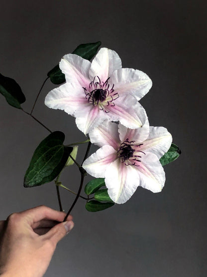 Clematis 'The Countess of Wessex  | 威赛斯夫人