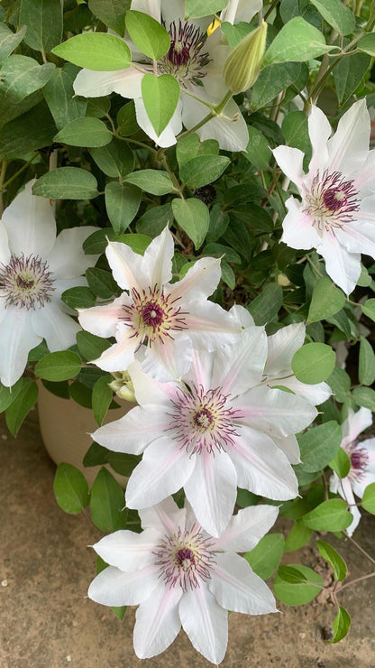 Clematis 'The Countess of Wessex  | 威赛斯夫人