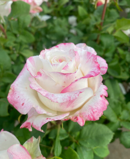 Rose ‘Nishang’ 霓裳