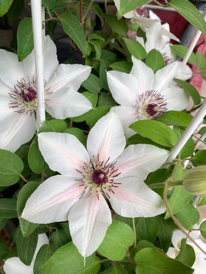 Clematis 'The Countess of Wessex  | 威赛斯夫人
