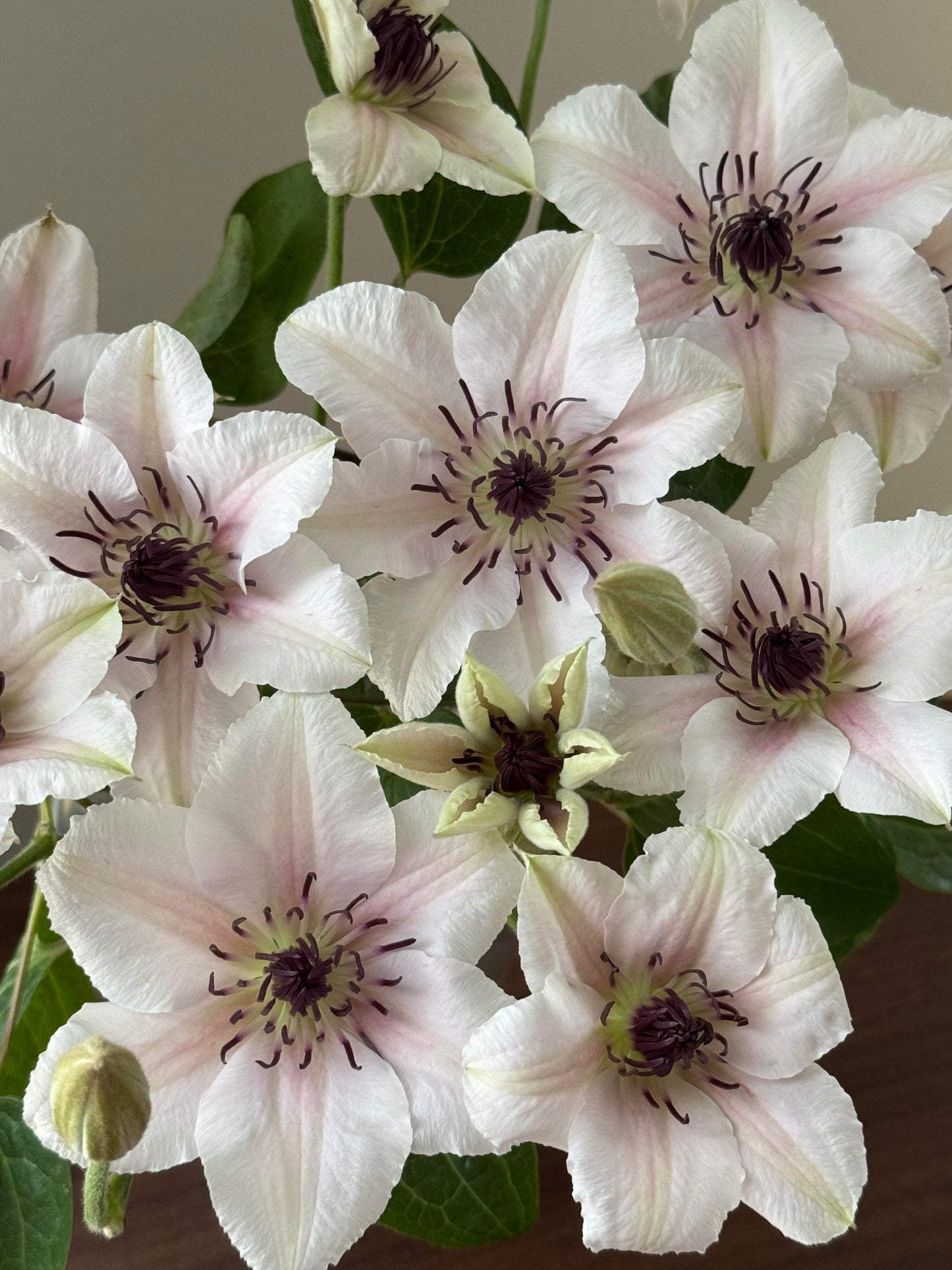 Clematis 'The Countess of Wessex  | 威赛斯夫人