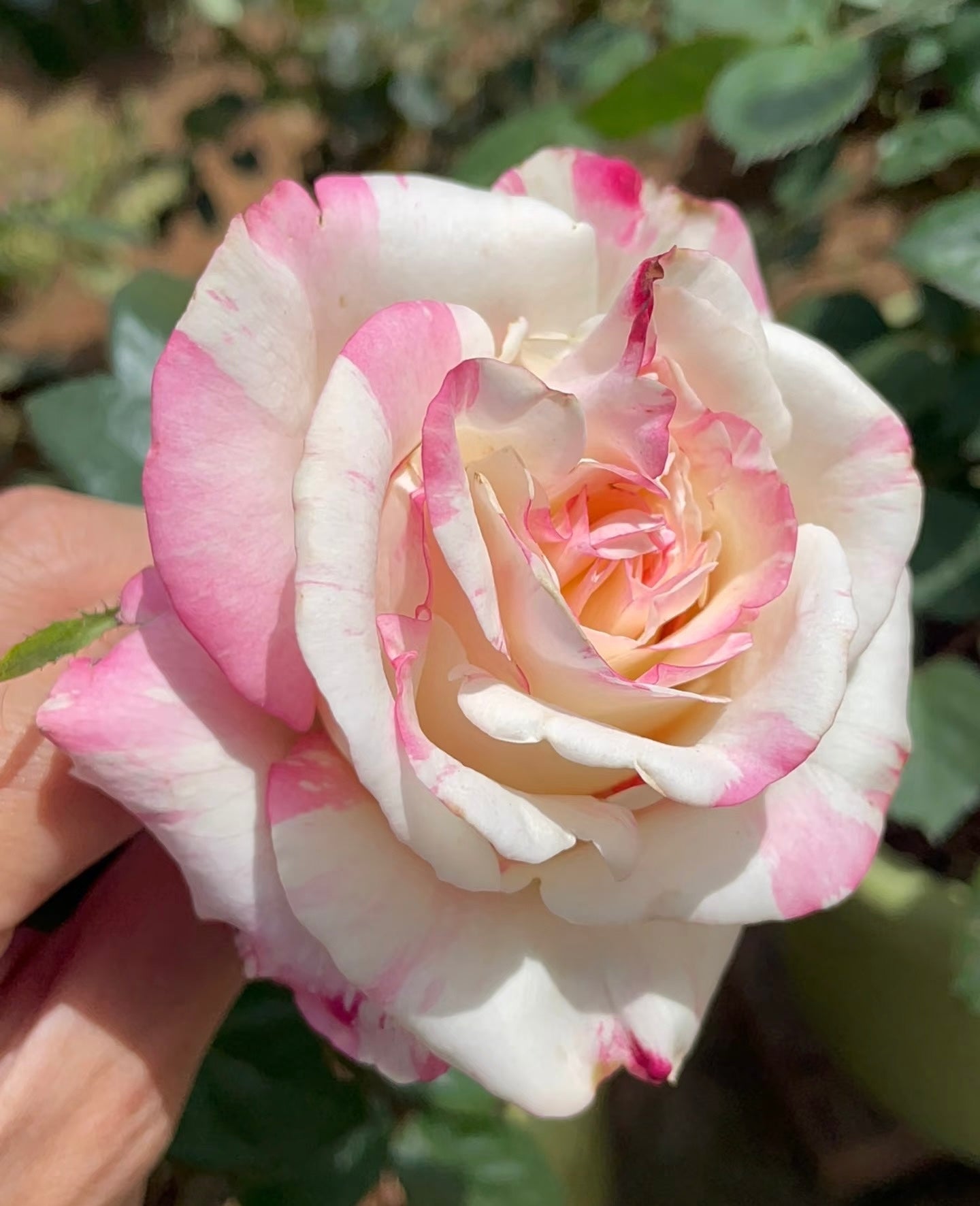 Rose ‘Nishang’ 霓裳