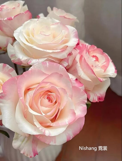 Rose ‘Nishang’ 霓裳