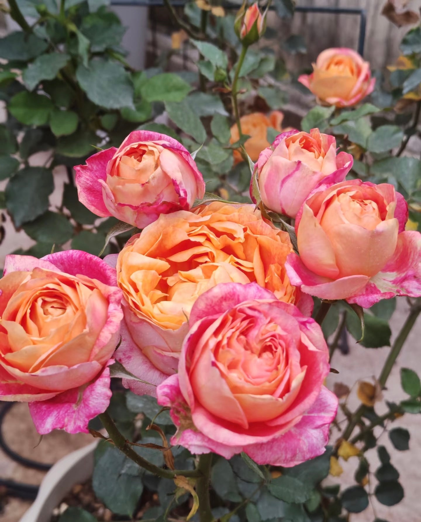 Rose ‘ Fire X-pression  ’大花美人 |彩虹阳台