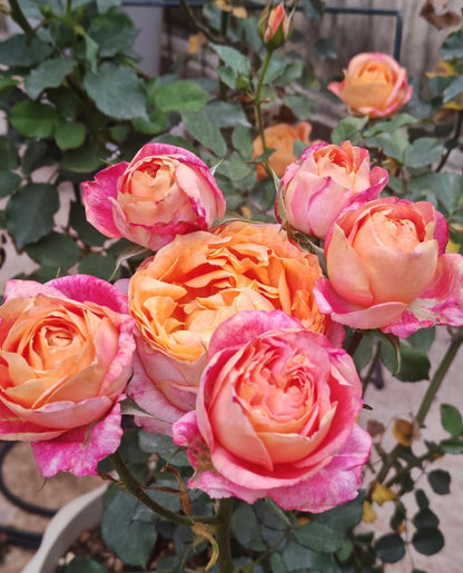 Rose ‘ Fire X-pression  ’大花美人 |彩虹阳台