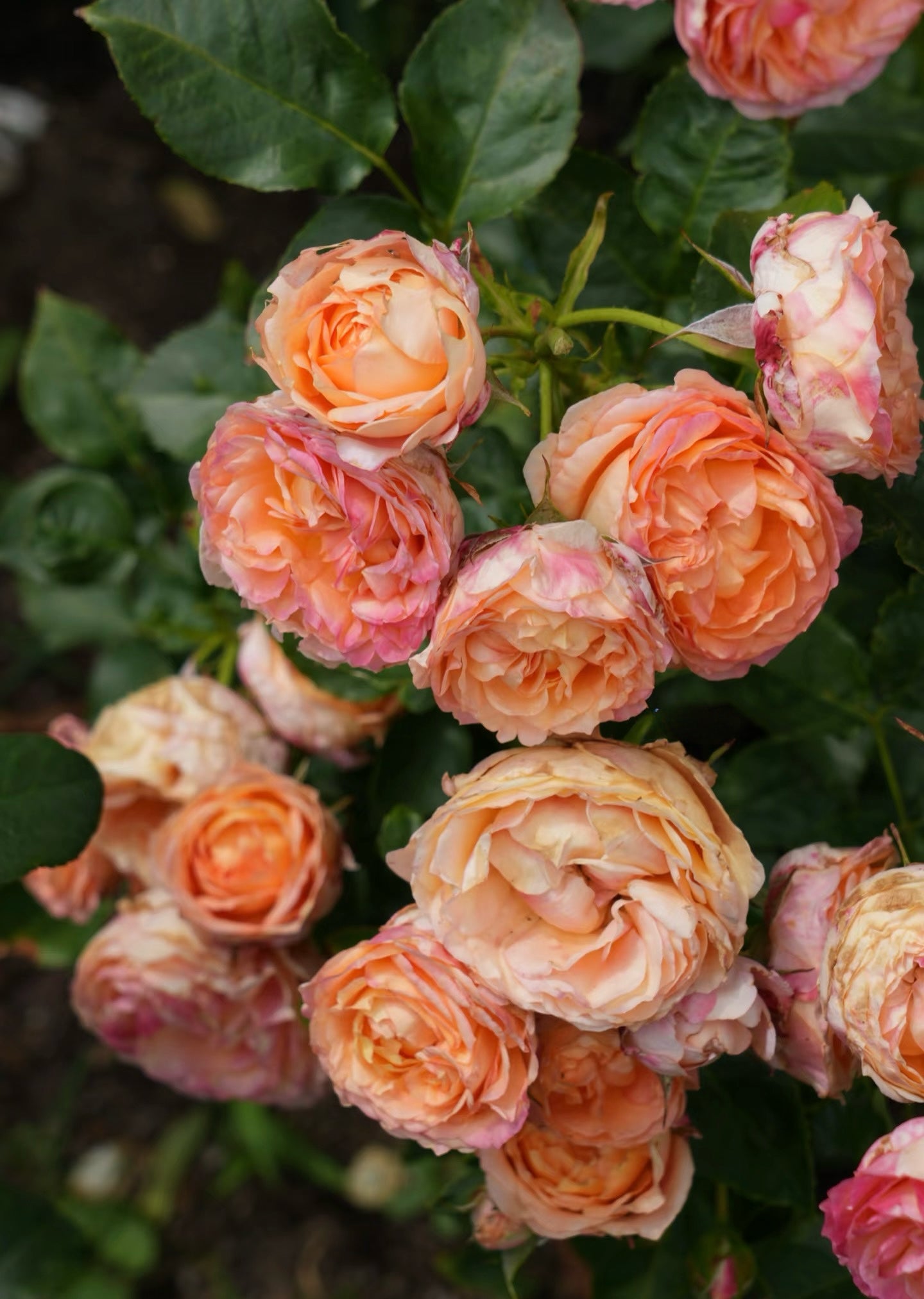 Rose ‘ Fire X-pression  ’大花美人 |彩虹阳台