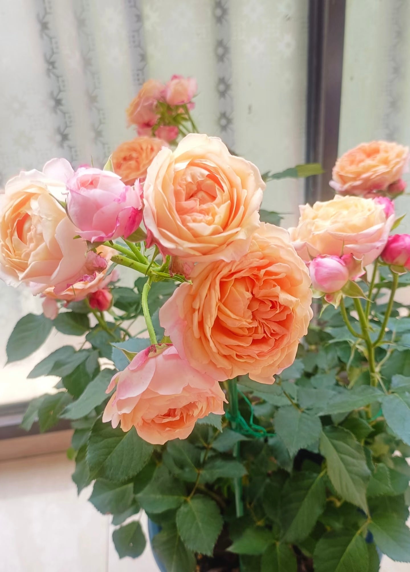 Rose ‘ Fire X-pression  ’大花美人 |彩虹阳台