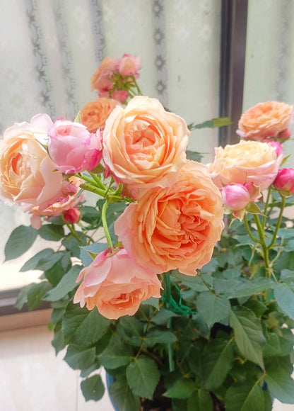 Rose ‘ Fire X-pression  ’大花美人 |彩虹阳台