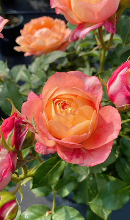 Rose ‘ Fire X-pression  ’大花美人 |彩虹阳台