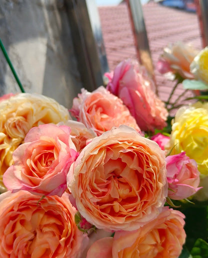 Rose ‘ Fire X-pression  ’大花美人 |彩虹阳台