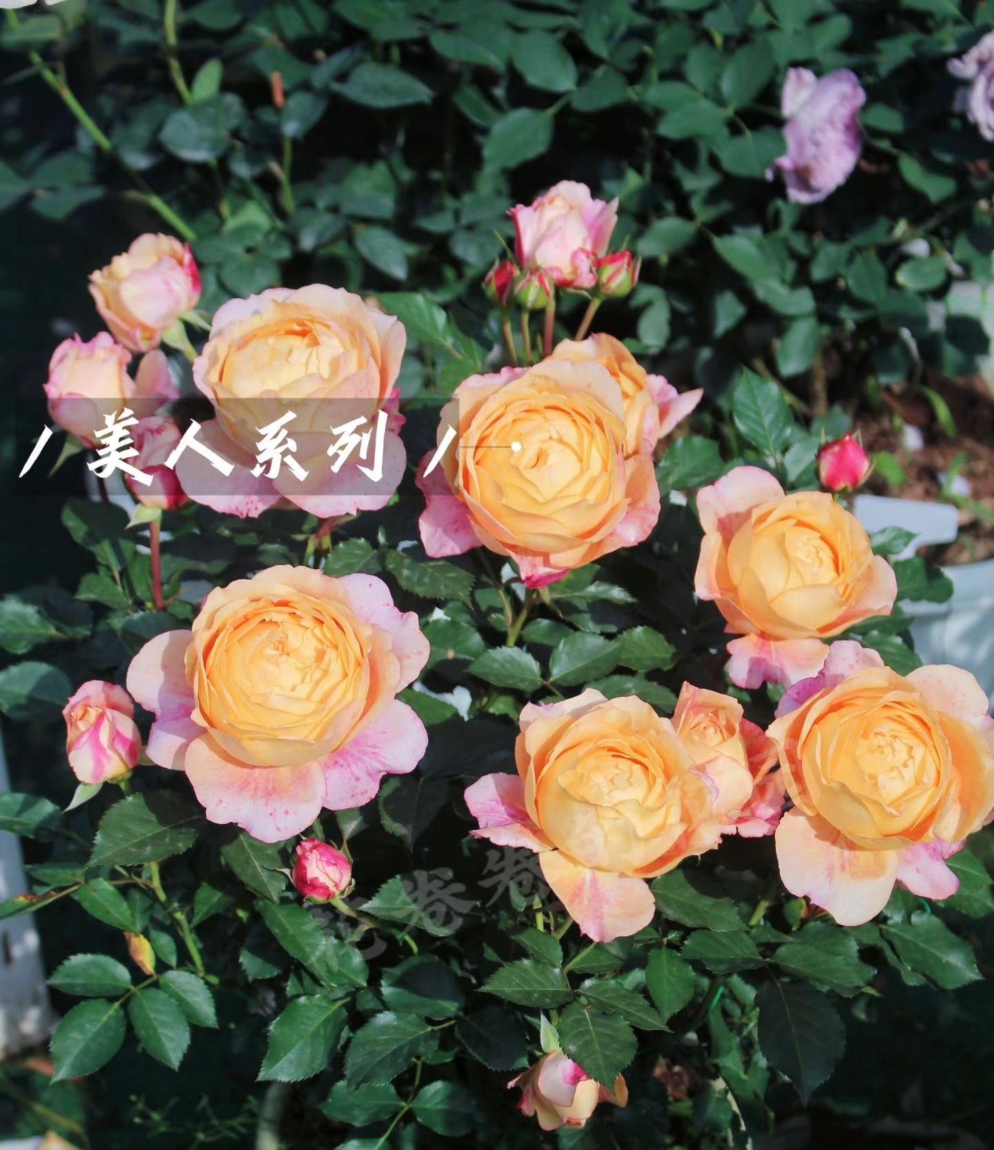 Rose ‘ Fire X-pression  ’大花美人 |彩虹阳台