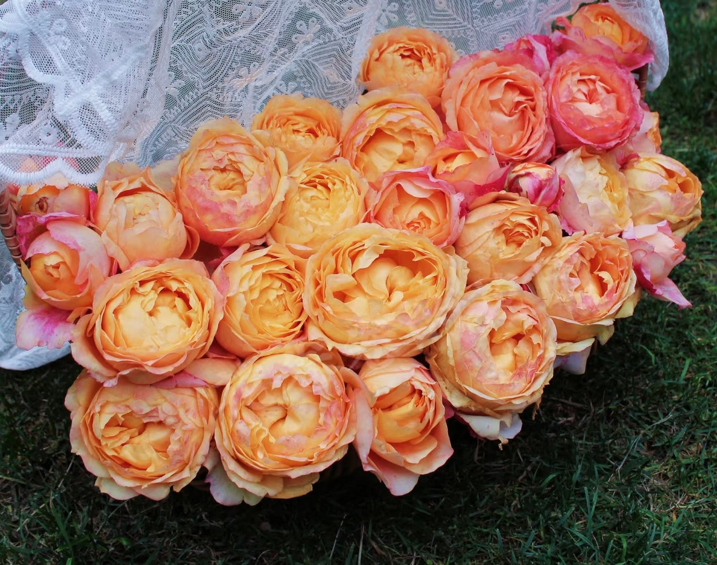 Rose ‘ Fire X-pression  ’大花美人 |彩虹阳台