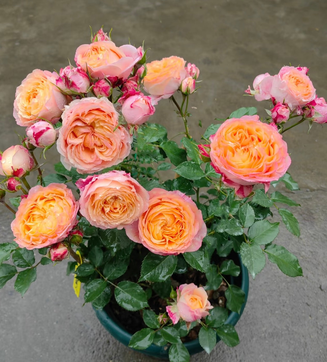 Rose ‘ Fire X-pression  ’大花美人 |彩虹阳台