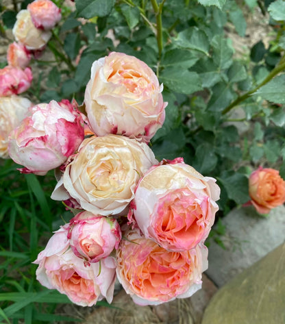 Rose ‘ Fire X-pression  ’大花美人 |彩虹阳台