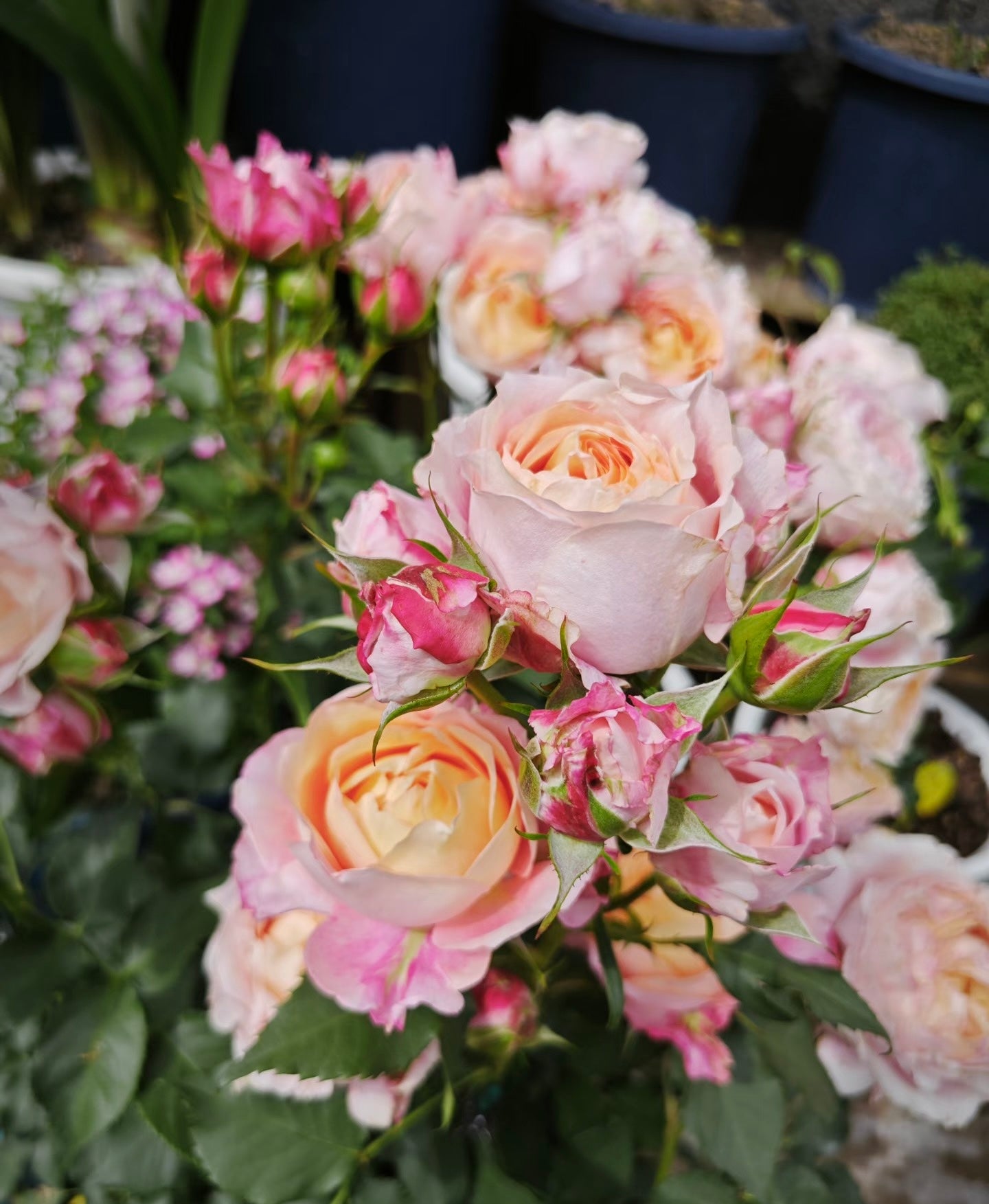 Rose ‘ Fire X-pression  ’大花美人 |彩虹阳台