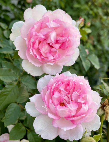 Rose ‘ Martha| マーサ ’  玛莎 | 木村卓功