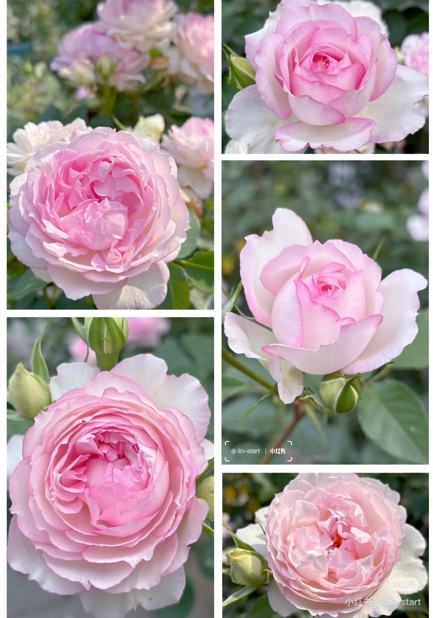 Rose ‘ Martha| マーサ ’  玛莎 | 木村卓功