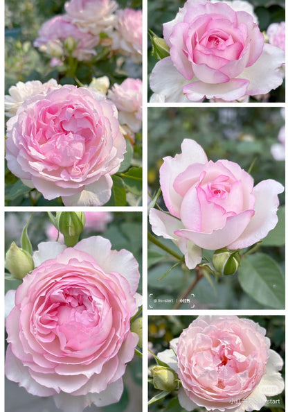 Rose ‘ Martha| マーサ ’  玛莎 | 木村卓功