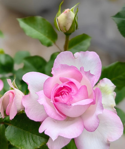 Rose ‘ Martha| マーサ ’  玛莎 | 木村卓功