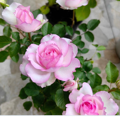Rose ‘ Martha| マーサ ’  玛莎 | 木村卓功