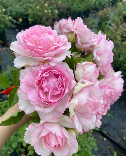 Rose ‘ Martha| マーサ ’  玛莎 | 木村卓功