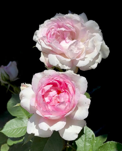 Rose ‘ Martha| マーサ ’  玛莎 | 木村卓功