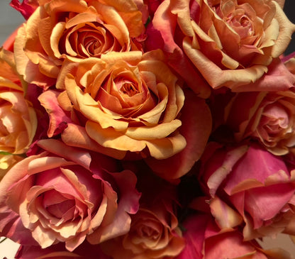 Rose  ‘   Cherry Brandy |  チエリ-プランデ- ’  樱桃白兰地