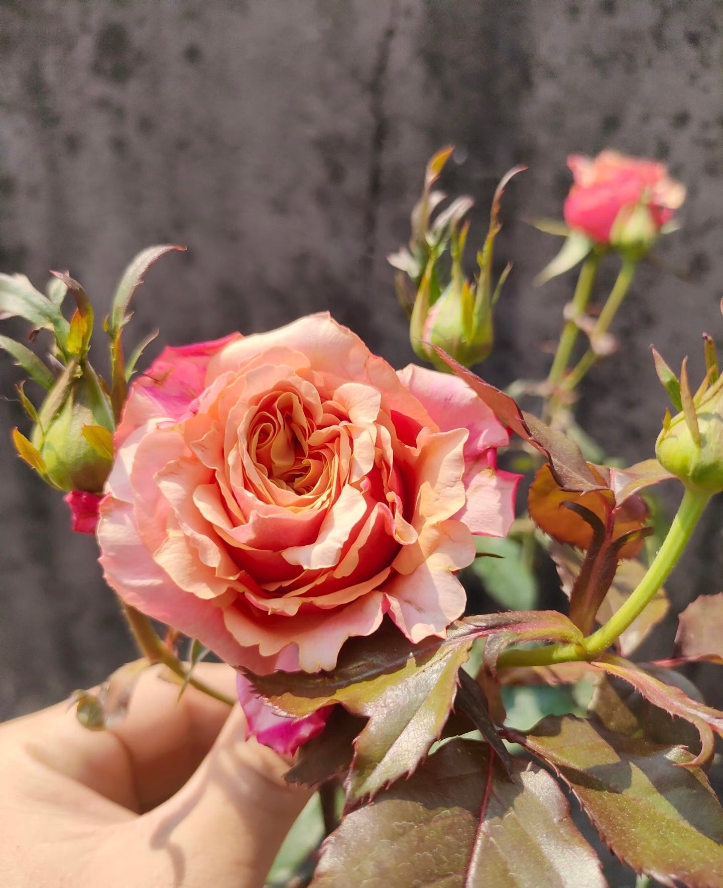 Rose  ‘   Cherry Brandy |  チエリ-プランデ- ’  樱桃白兰地