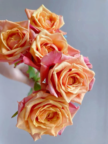 Rose  ‘   Cherry Brandy |  チエリ-プランデ- ’  樱桃白兰地