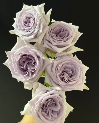 Rose  ‘ Purple O'Hara ’  紫荔枝