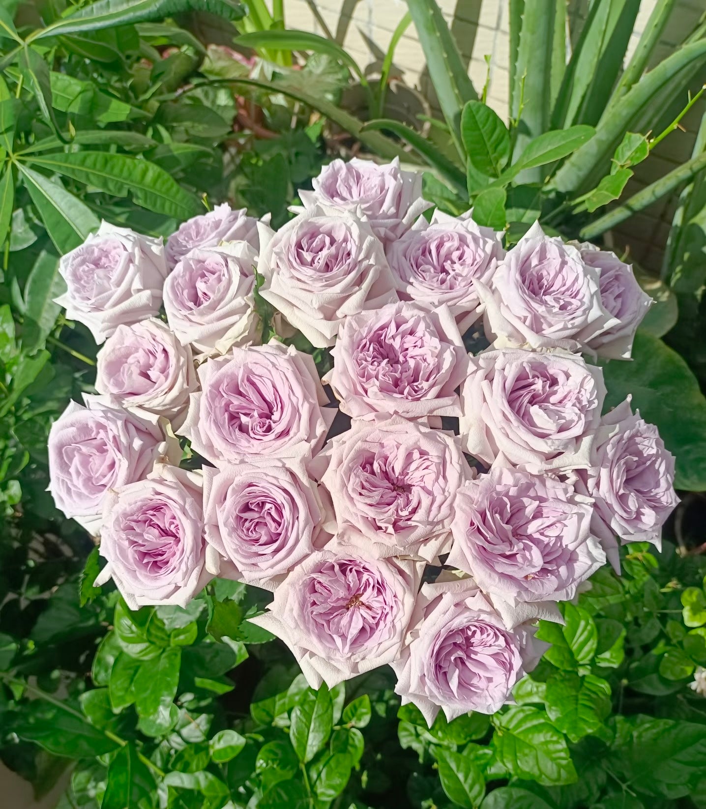 Rose  ‘ Purple O'Hara ’  紫荔枝