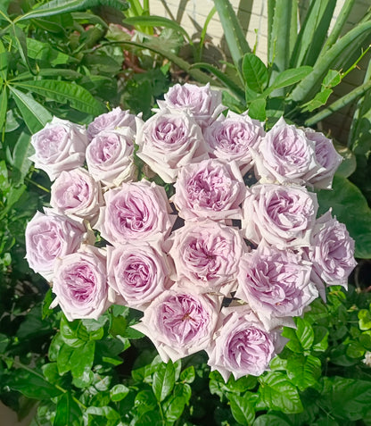 Rose  ‘ Purple O'Hara ’  紫荔枝