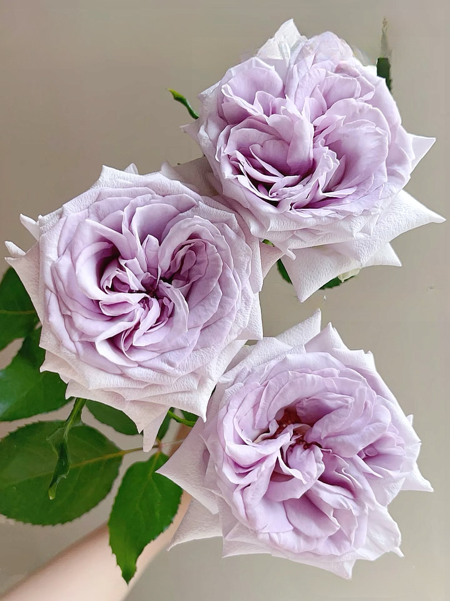 Rose  ‘ Purple O'Hara ’  紫荔枝